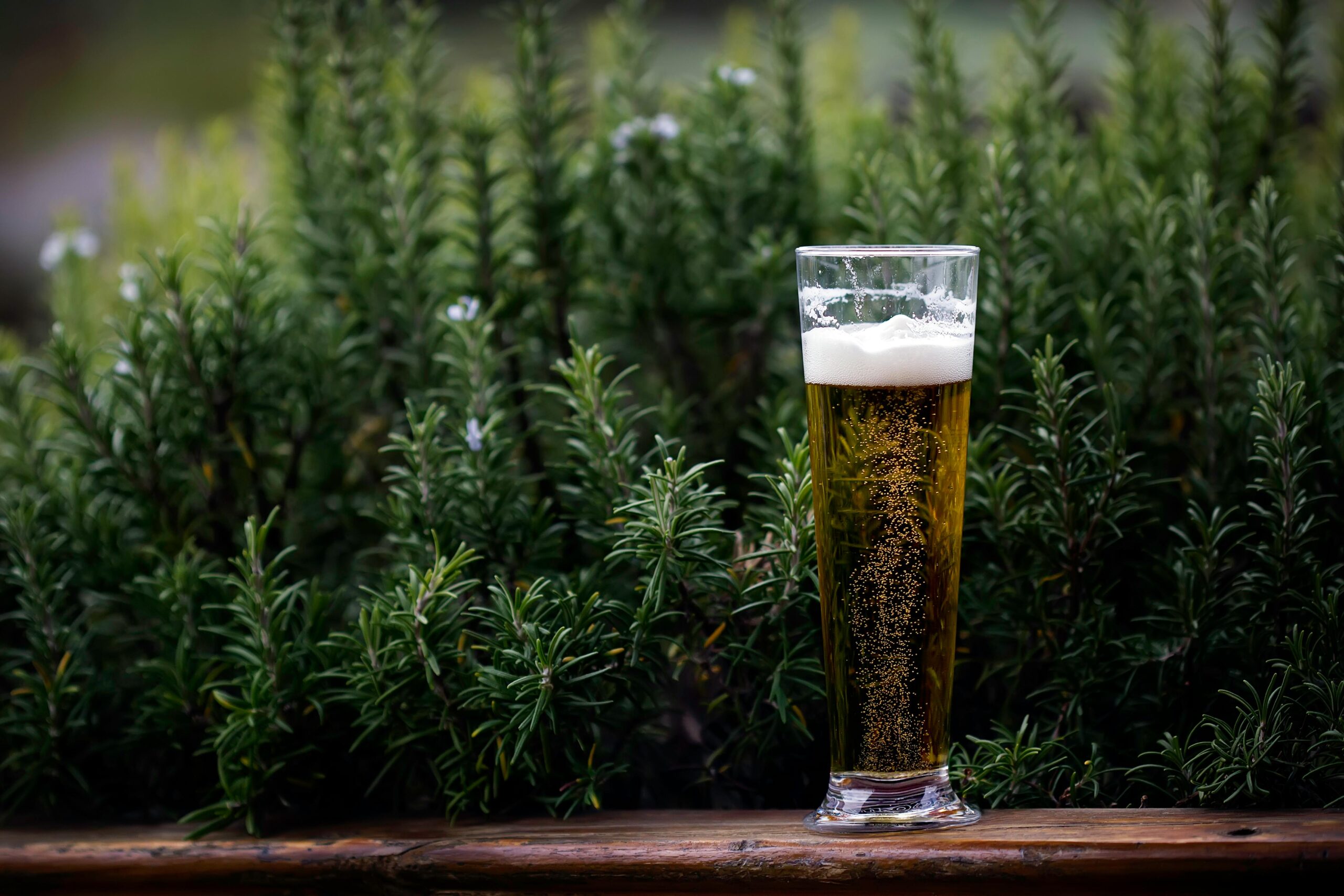 Cannabis Plants around a beer 